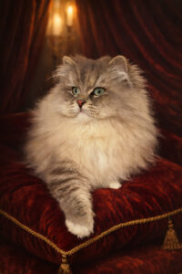 Filensio Ragazzo Indie