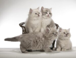 Photo of Filensio kittens