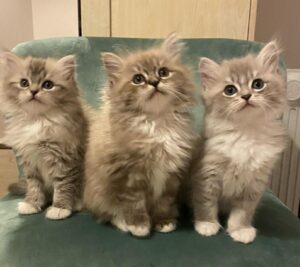 Sundarra kittens