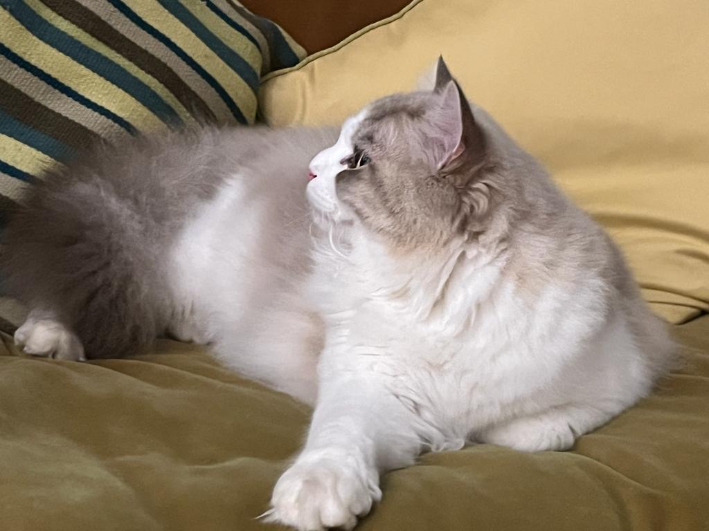 Photo of cat