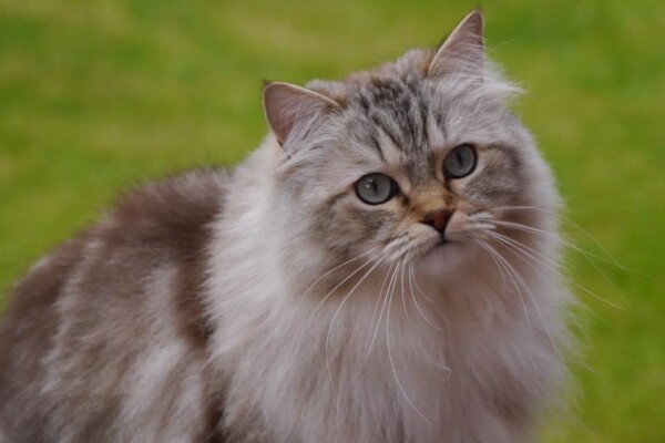 UK Olympian Gold Imperial Grand Premier Filensio Pandora Charm (aka Belle) Photo of cat