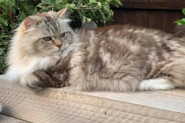 UK Olympian Gold Imperial Grand Premier Filensio Pandora Charm (aka Belle) Photo of cat