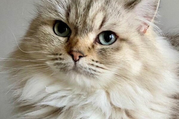 Olympian Gold Imperial Grand Champion Cheham Rainbow’s Gold (Esme) Photo of cat