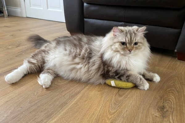 Olympian Gold Imperial Grand Champion Cheham Rainbow’s Gold (Esme) Photo of cat