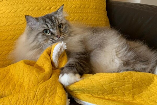 Supreme UK Olympian Gold Imperial Grand Premier Cheham Chantilly Lace (Nelle) Photo of cat