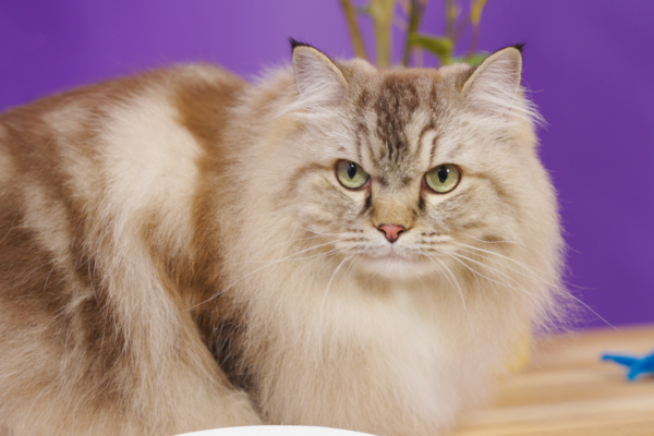 Supreme UK Olympian Gold Imperial Grand Premier Cheham Chantilly Lace (Nelle) Photo of cat